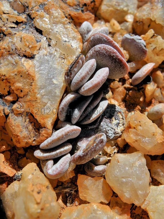 nanus fa.nova Bushmanland (2).JPG