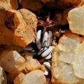 nanus fa.nova Bushmanland (3)