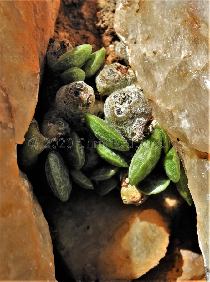 schuldtianus central Bushmanland.JPG