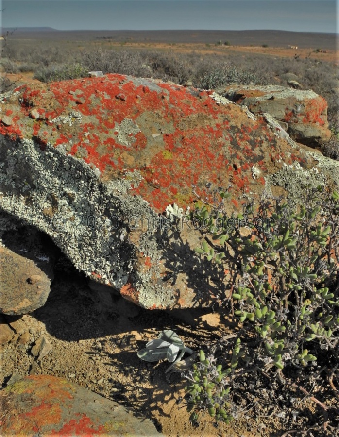 subviridis W Calvinia 2135.JPG