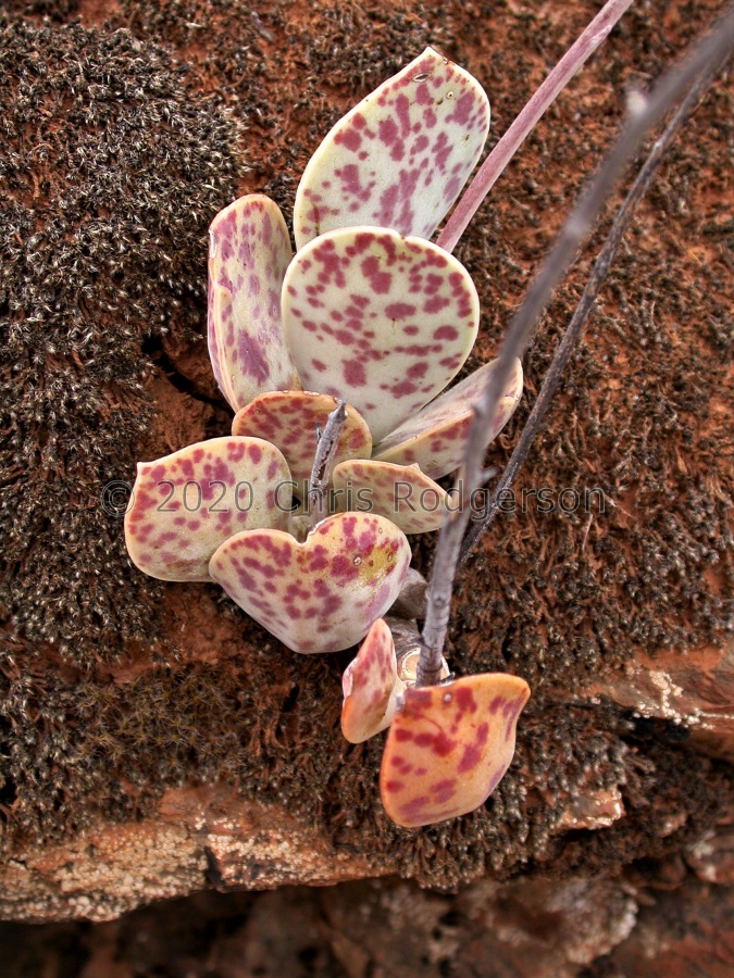 subviridis 1588 (5).JPG