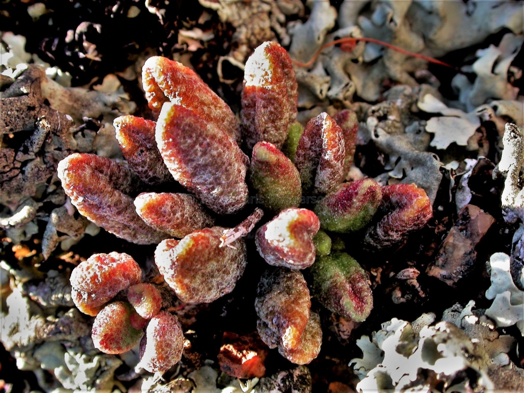 aff. marianiae SW Kliprand 1756