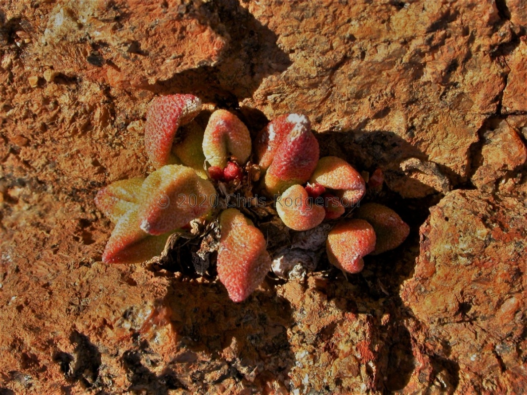 aff. marianiae SW Kliprand 1756