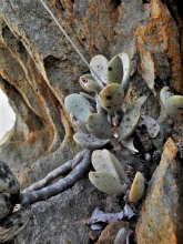 montium-klinghardtii S Namibia