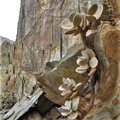 montium-klinghardtii S Namibia (2)