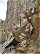 montium-klinghardtii S Namibia (2)