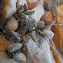 filicaulis ssp. filicaulis