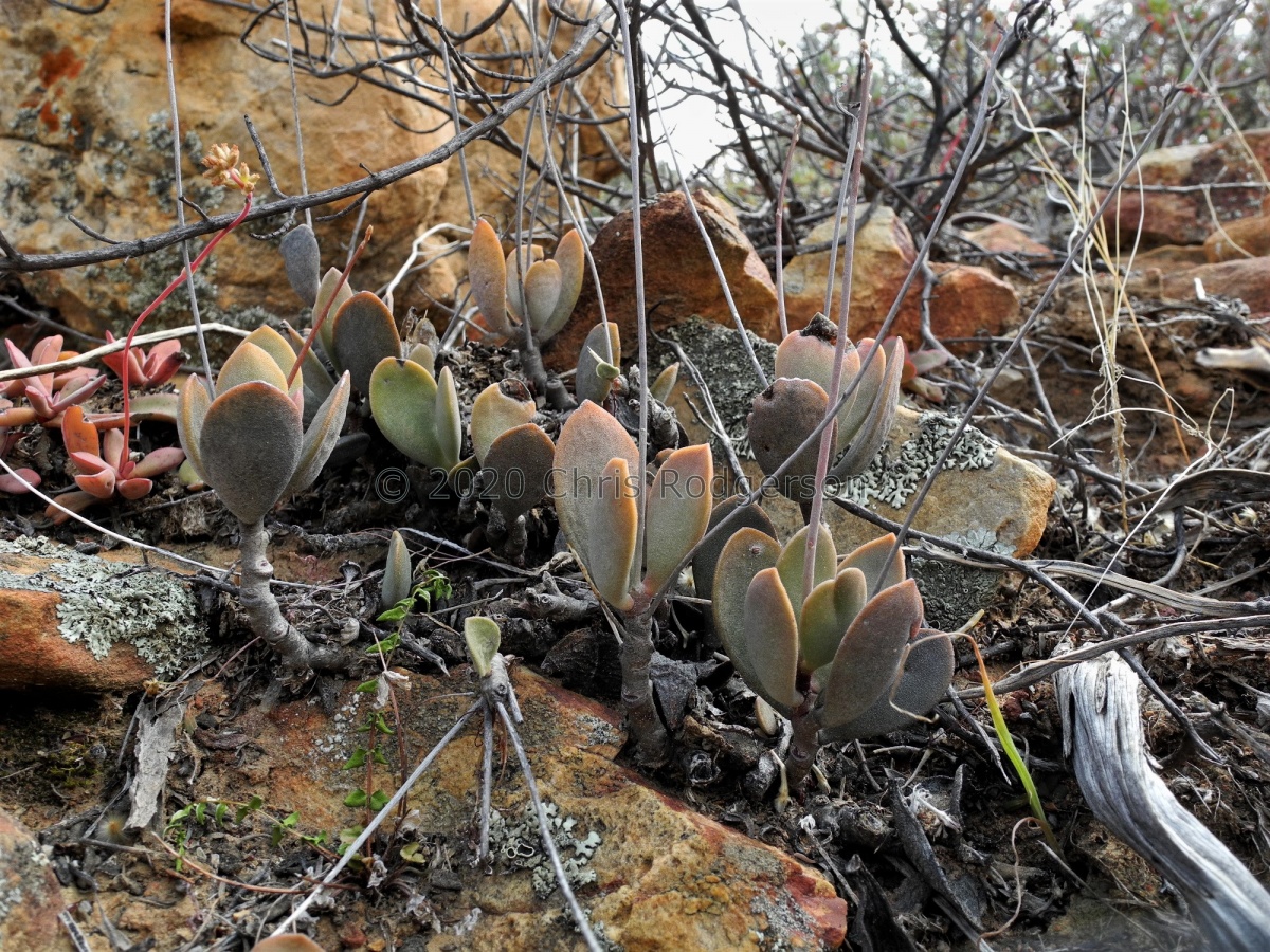 hemisphaericus  Tra-Tra valley 1990.JPG