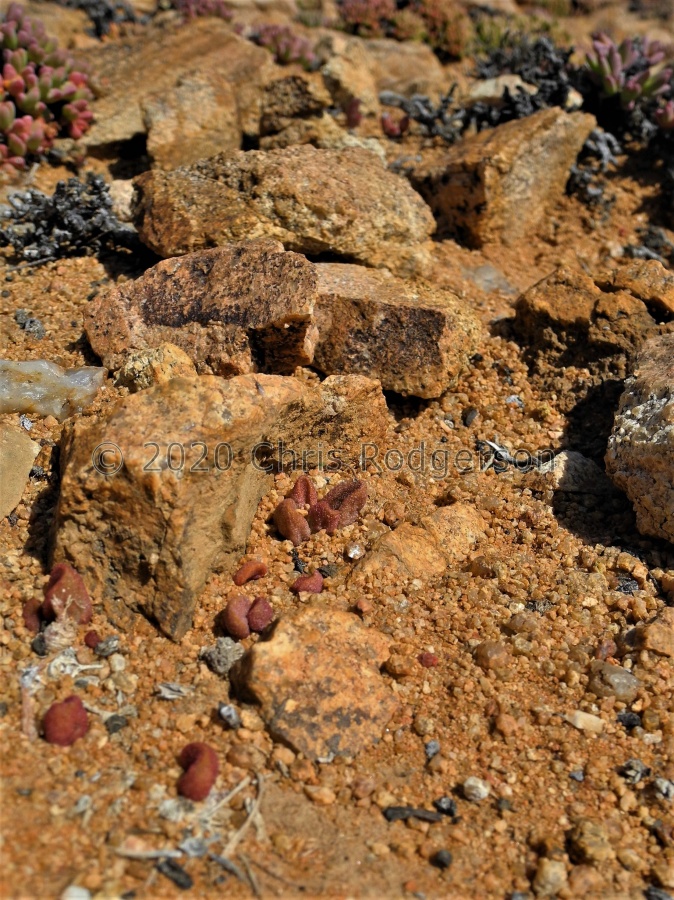 marianiae 'alveolatus' Kliprand 2048.JPG