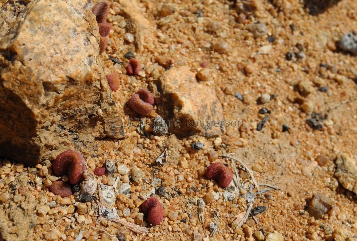 marianiae 'alveolatus' Kliprand 2048 (2).JPG