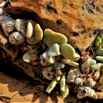 schuldtianus ssp. schuldtianus