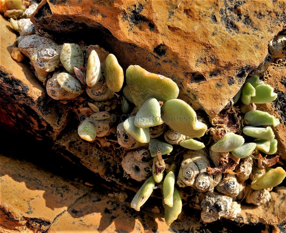 schuldtianus N Grunau  1998 (2).JPG