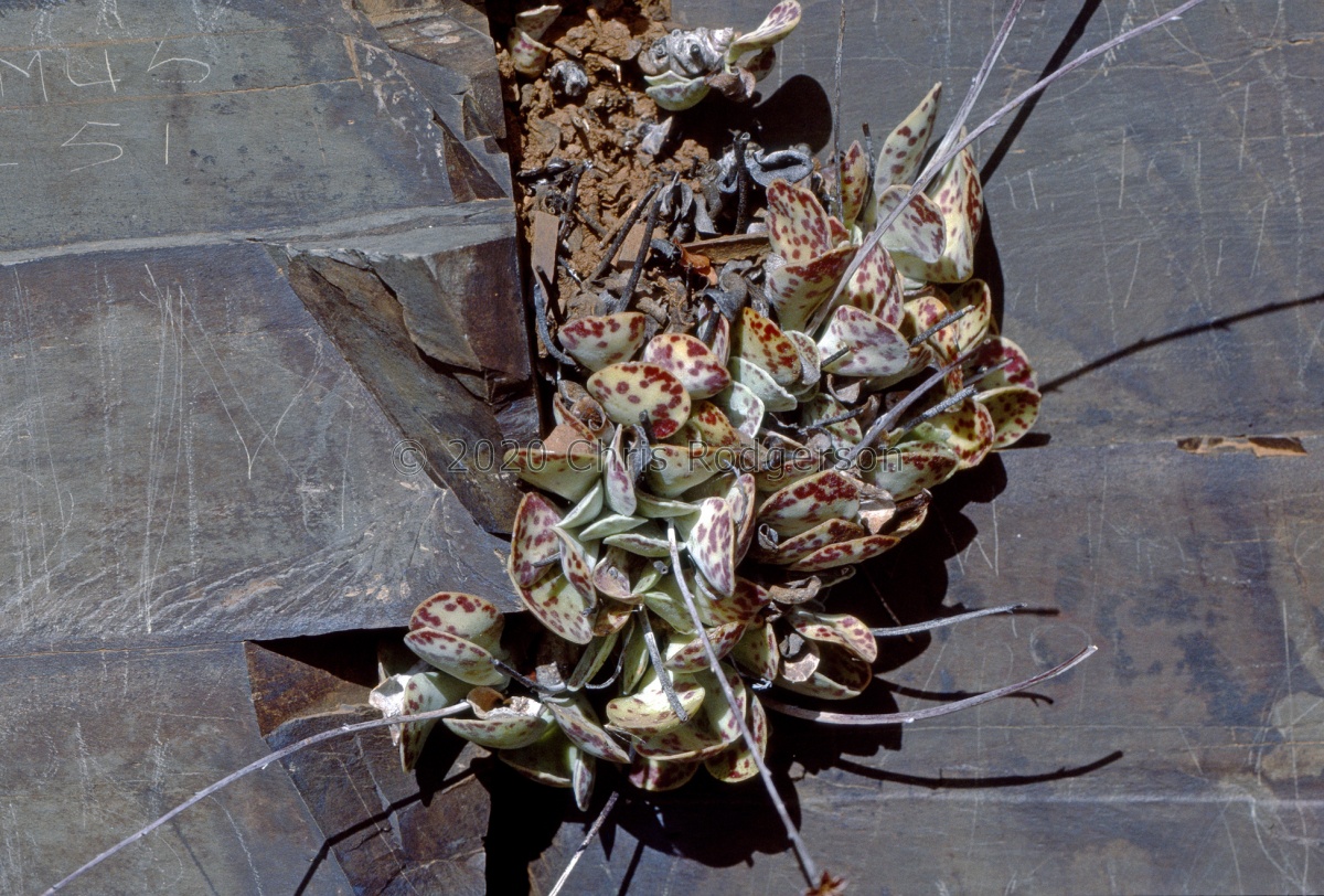 subviridis S Calvinia 1179 (photo Derek Tribble).jpg