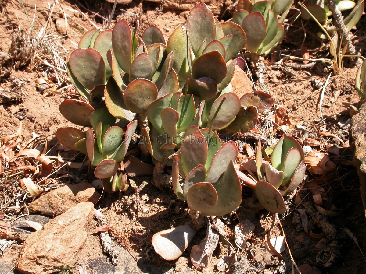 sphenophyllus NW Alicedale (4).JPG