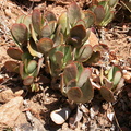 sphenophyllus NW Alicedale (4)