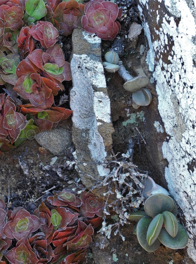 montium-klinghardtii S Alexander Bay.JPG