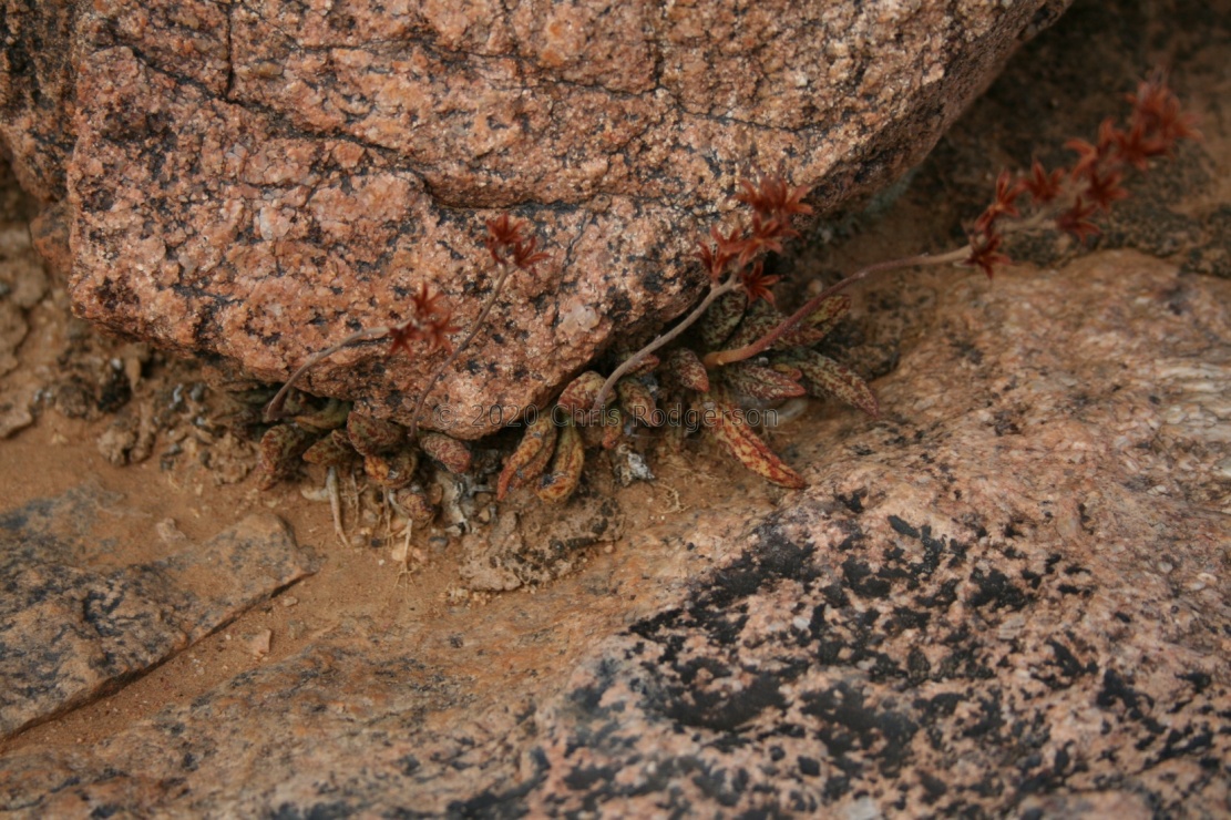 aff. marianiae S Springbok