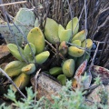 subviridis x marianiae 'tanqua' W Calvinia (photo Frantisek Vesely)