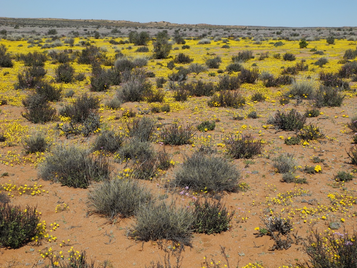 Namaqualand Spring (2).JPG