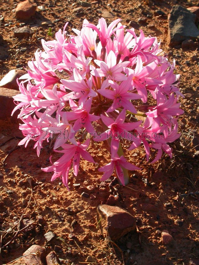 Brunsvigia bosmaniae Nuwerus.JPG