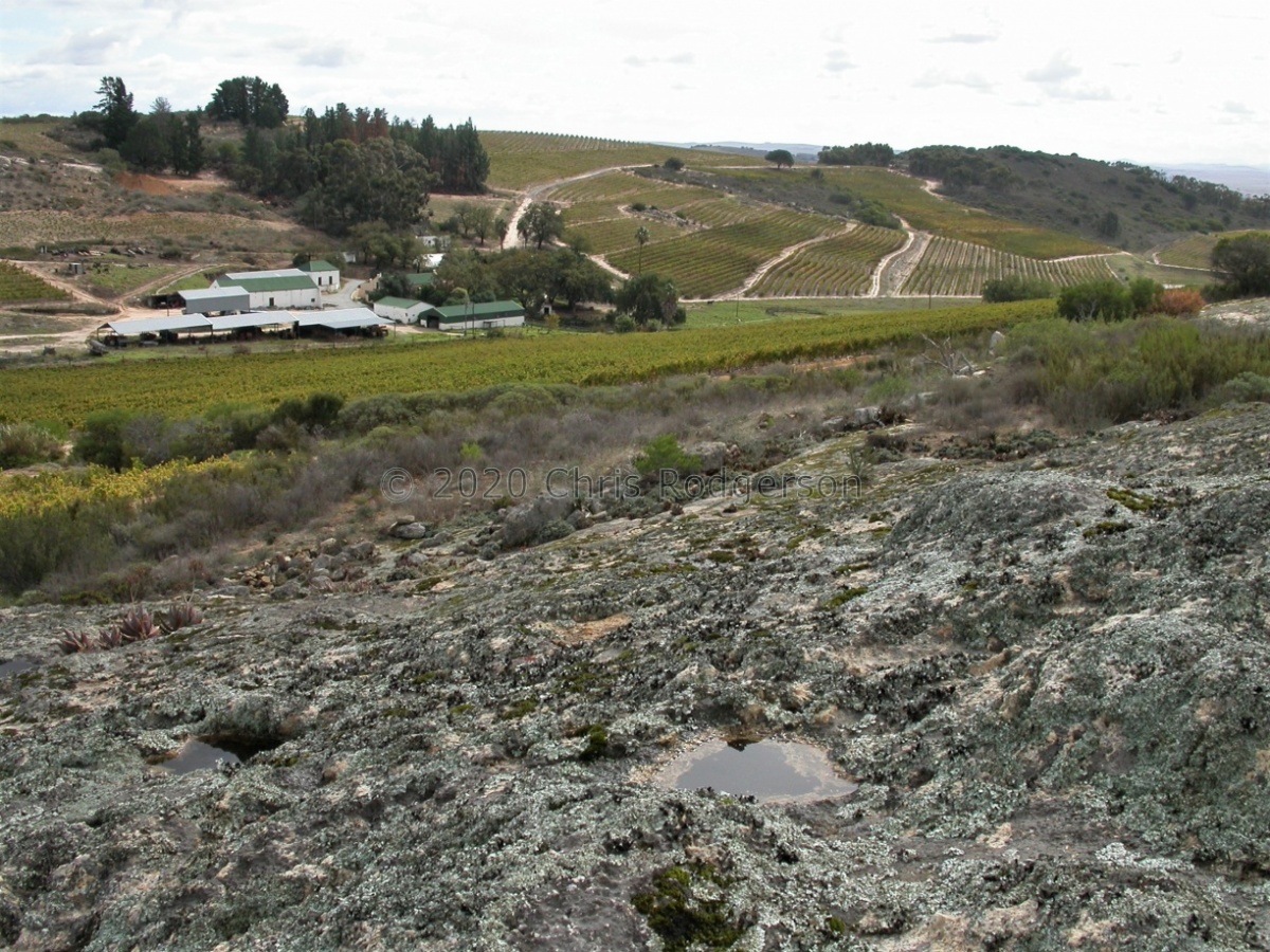 vineyard north of Cape Town.JPG
