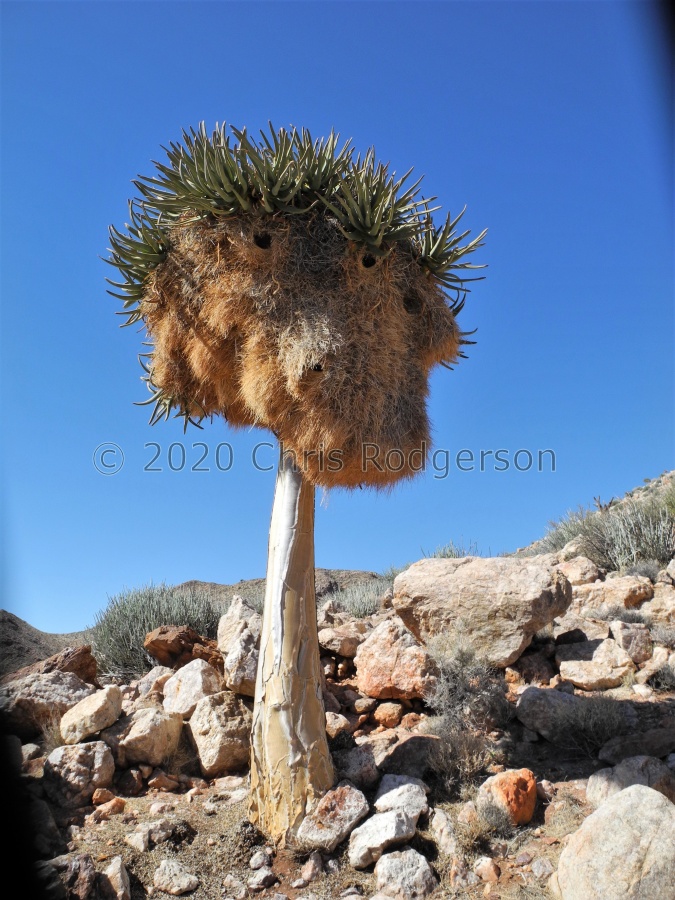 weaver birds nest.JPG