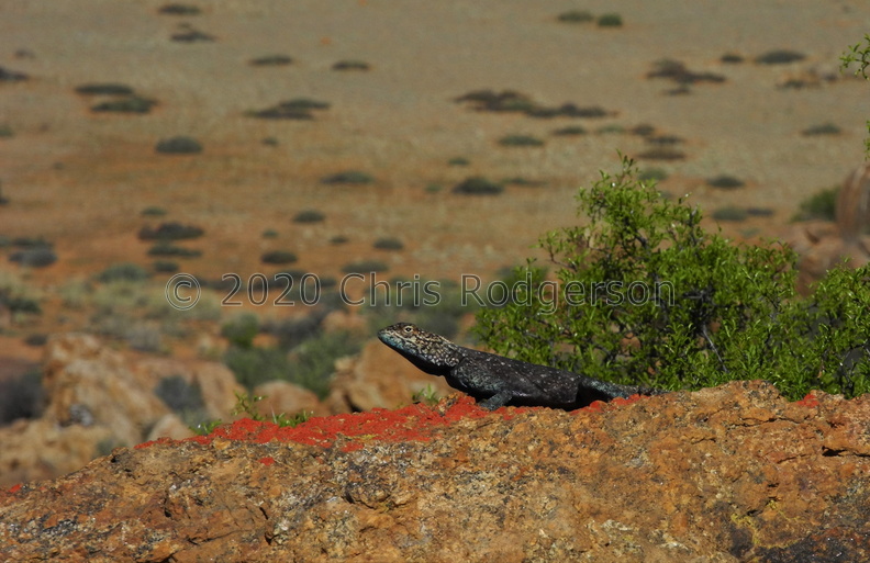 Agama atra, the Southern Rock Agama.JPG