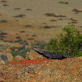 Agama atra, the Southern Rock Agama