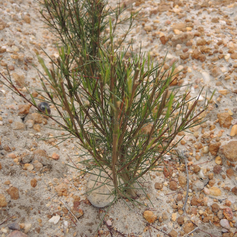 young rooibos tea bush.JPG
