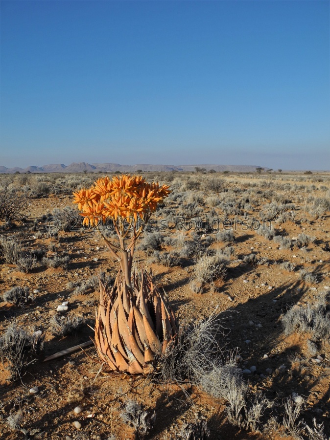 Aloe hereroensis near Komaggas.JPG