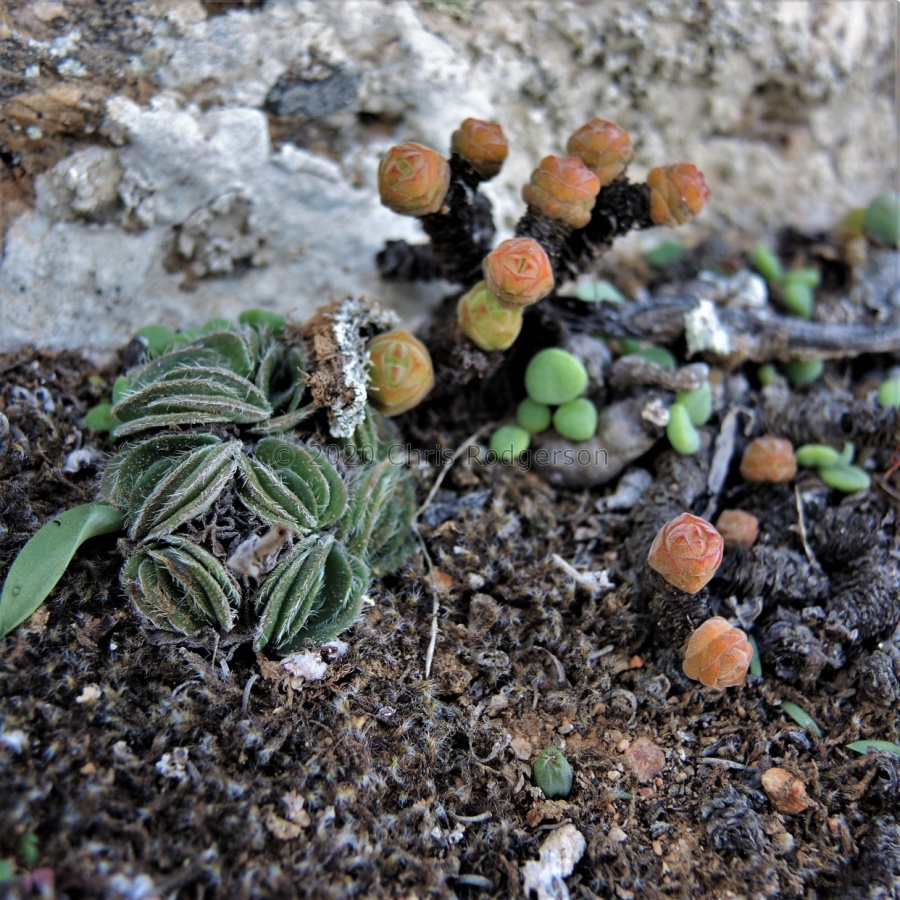 columella NE Kleinsee (with tomentosa var.glabrifolia.JPG