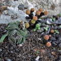 tomentosa var.glabrifolia NE Kleinsee (with columella)