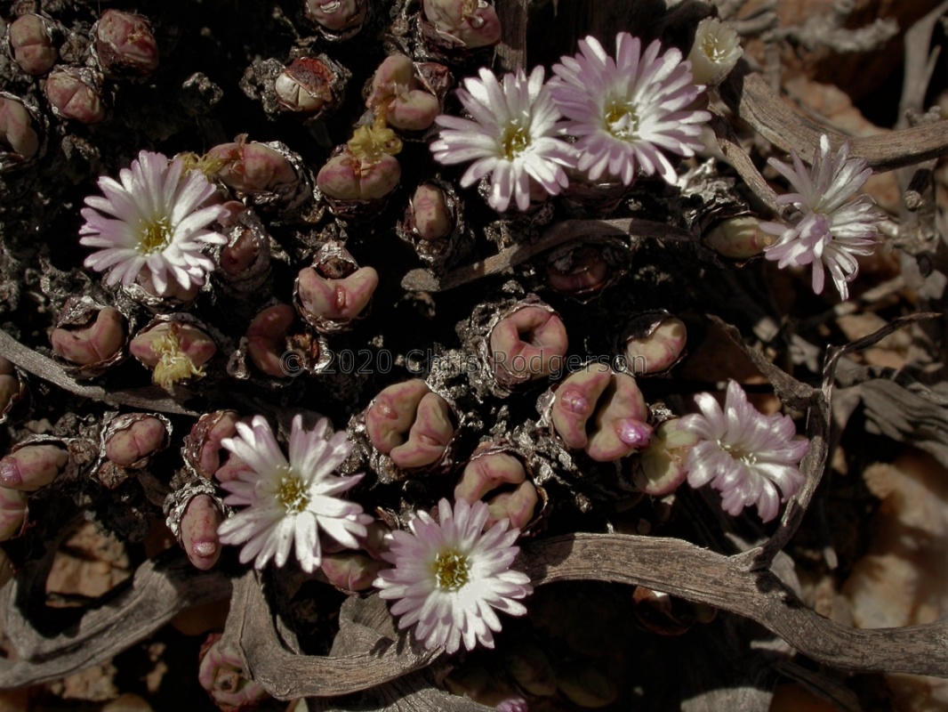 velutinum ssp.polyandrum S Komaggas (2)