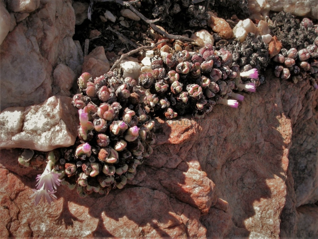 velutinum ssp.polyandrum S Komaggas
