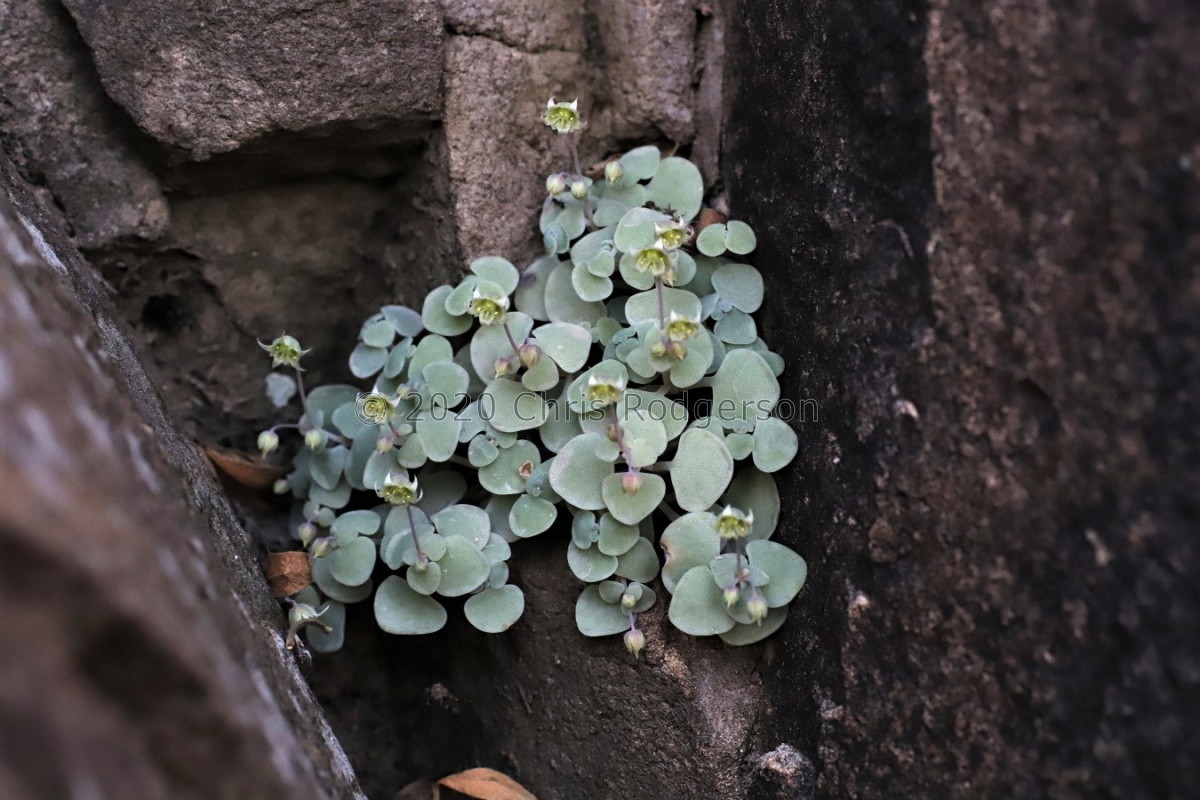 nemorosa (photo Frantisek Vesely).JPG