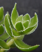 undulata, a particularly nice form.