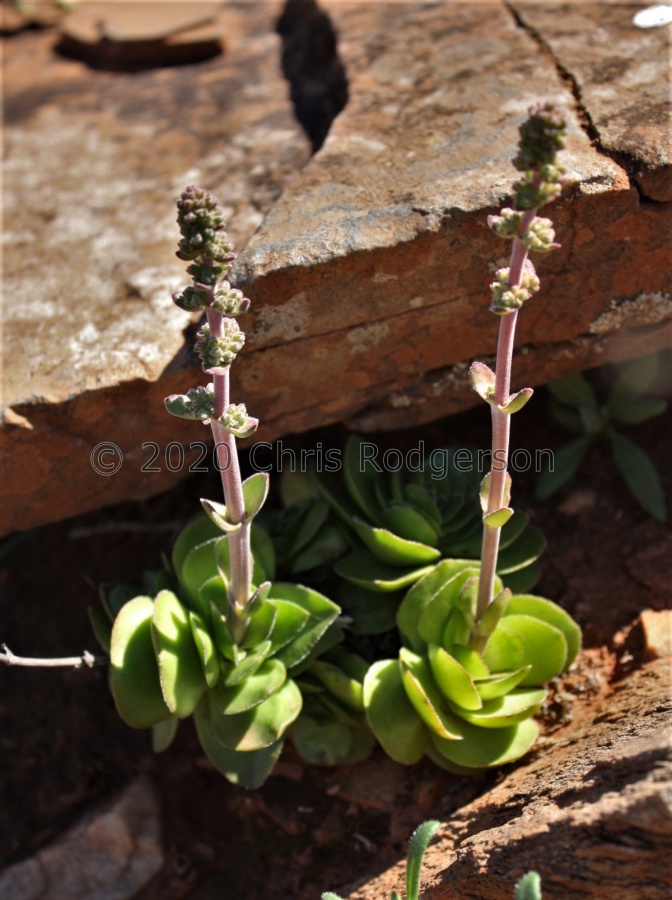 tomentosa Vlakmyn  (photo Mike Thewles).JPG