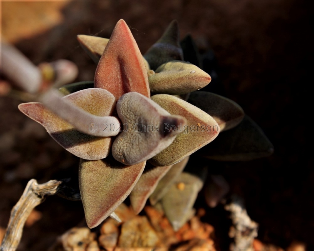 sericea var. hottentotta SW Komaggas (photo Mike Thewles)