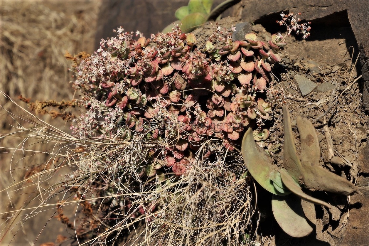 cordata (photo Frantisek Vesely) (2).JPG