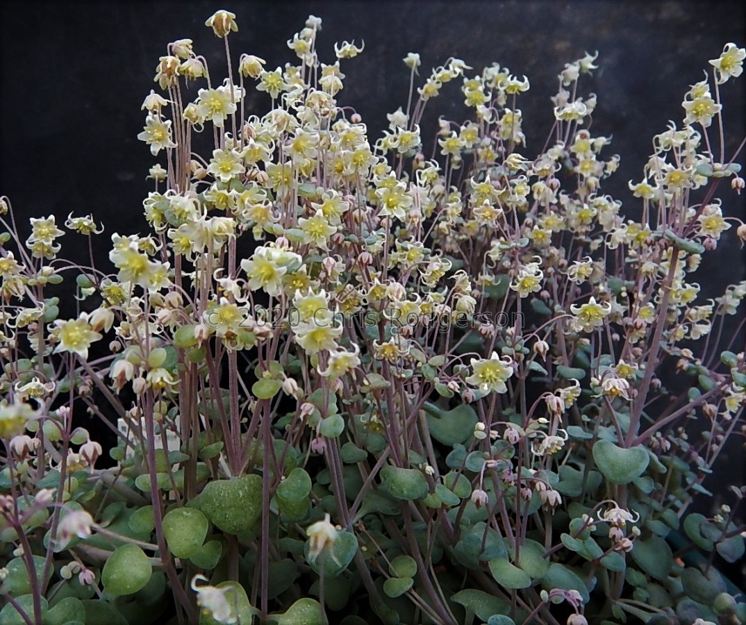 nemorosa Barrydale.JPG