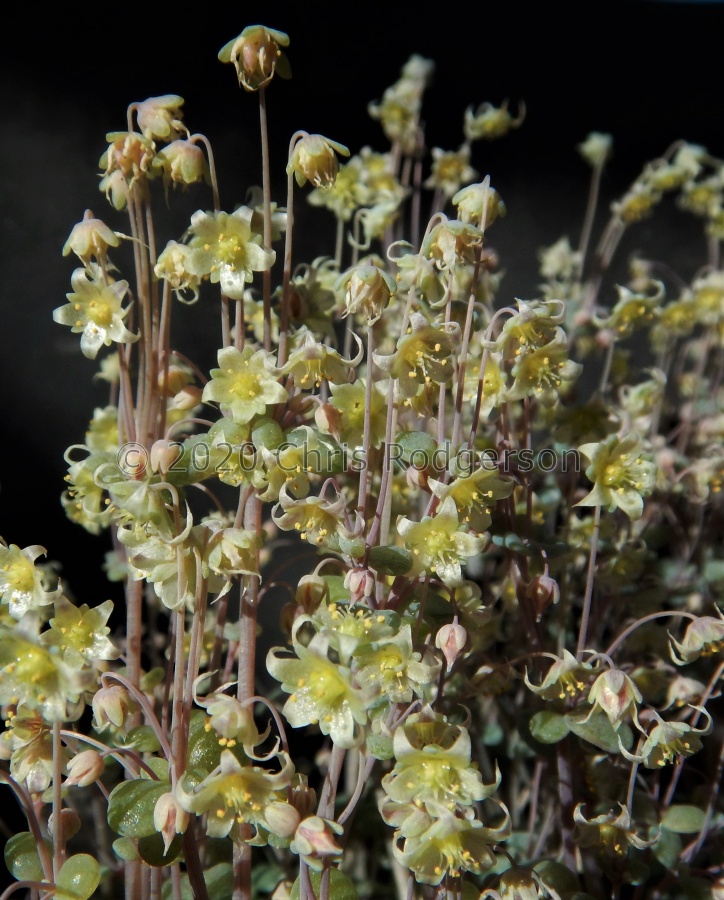 nemorosa Barrydale (2).JPG