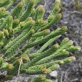 ericoides (photo Jacquie Koutsoudis)