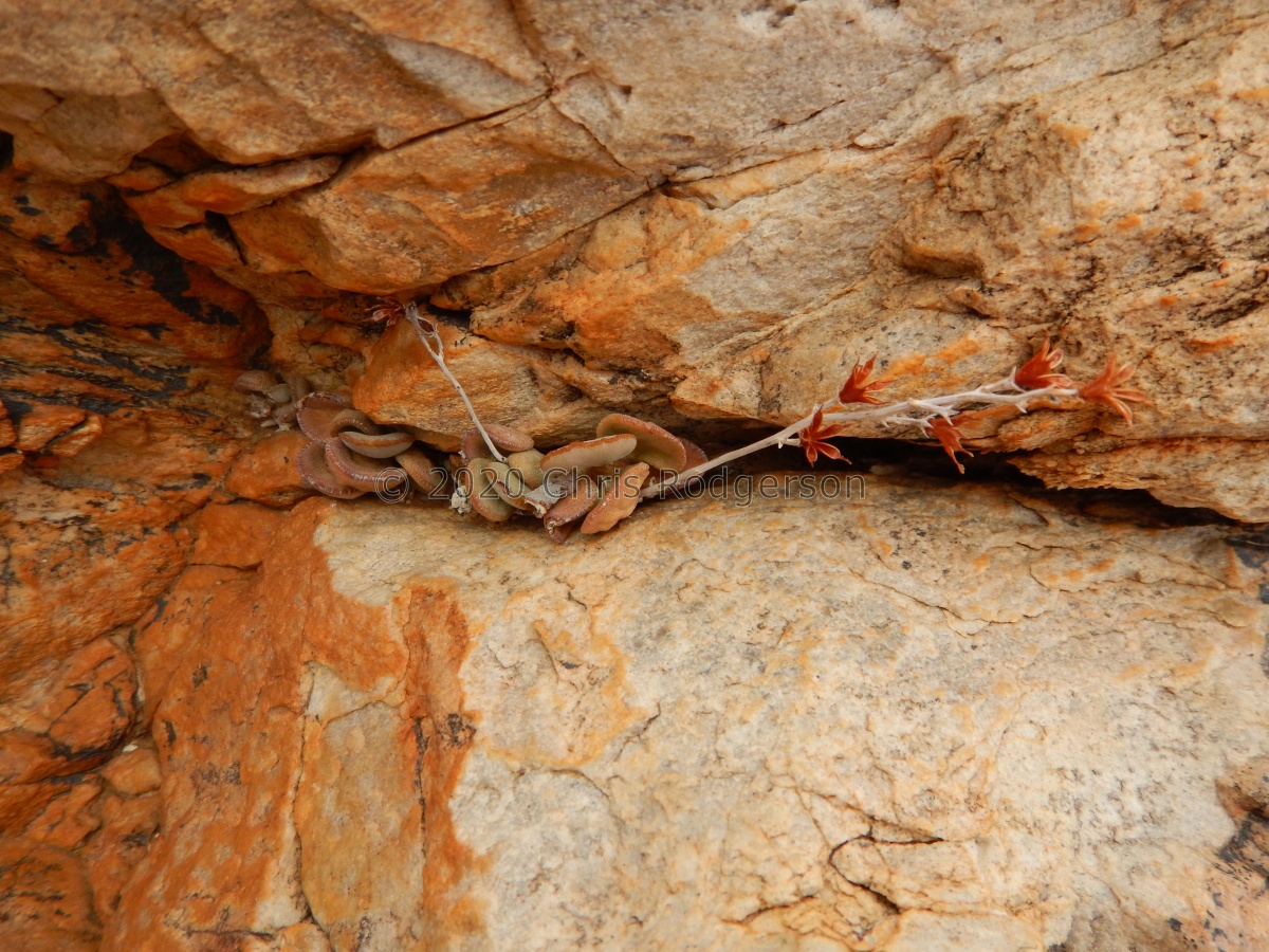 schuldtianus Klinghardts, Sperrgebiet.JPG