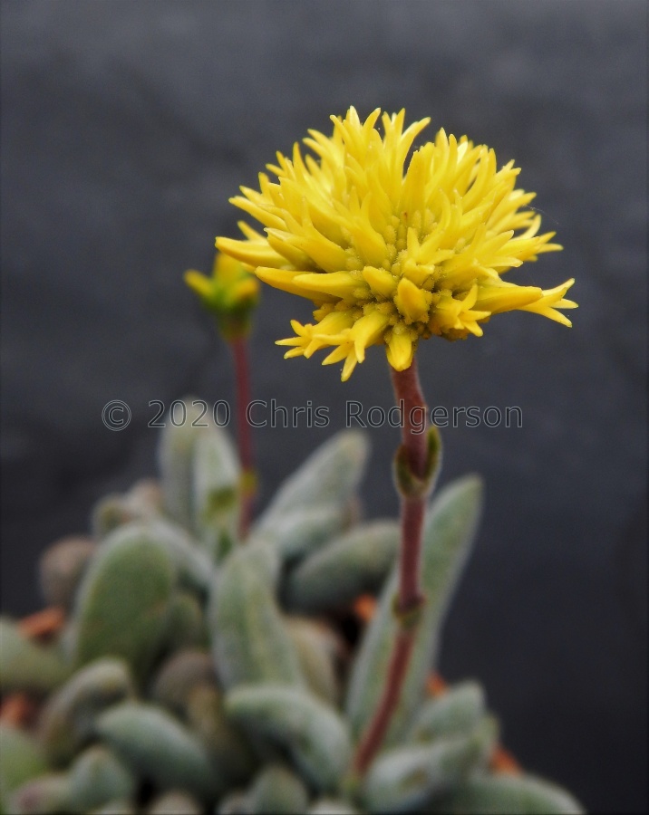 namaquensis ssp.lutea.JPG