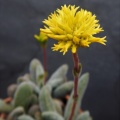 namaquensis ssp.lutea