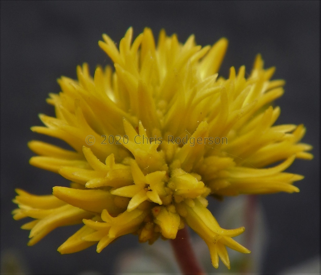 namaquensis ssp.lutea (2).JPG