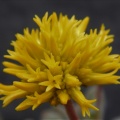 namaquensis ssp.lutea (2)