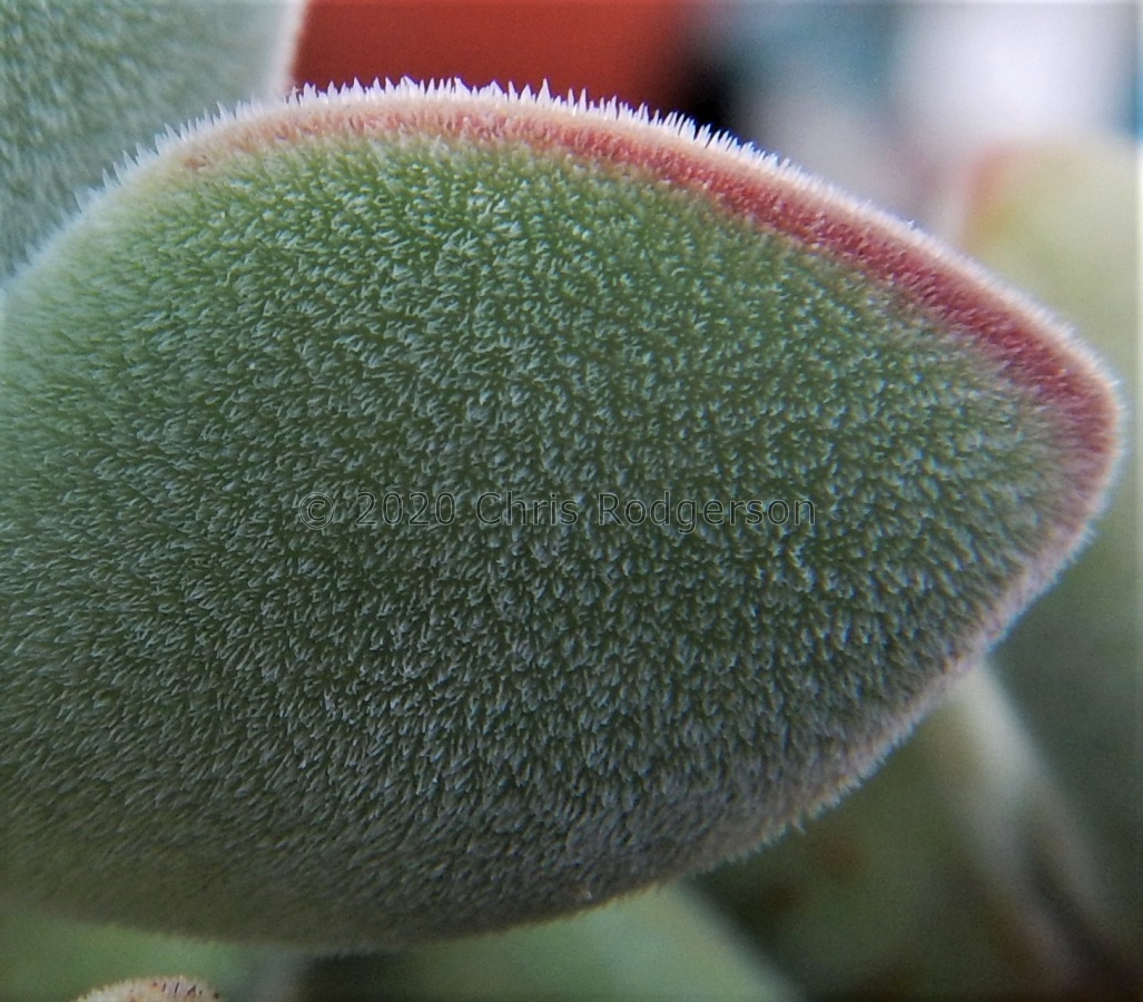 ssp.sericea.JPG