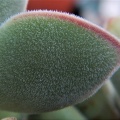 ssp.sericea (hairs)