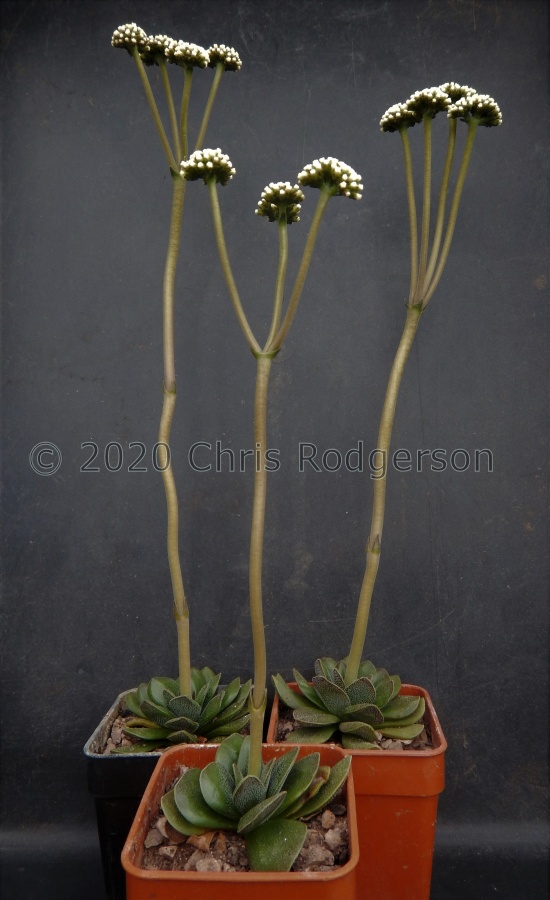 werneri (5cm pots).JPG